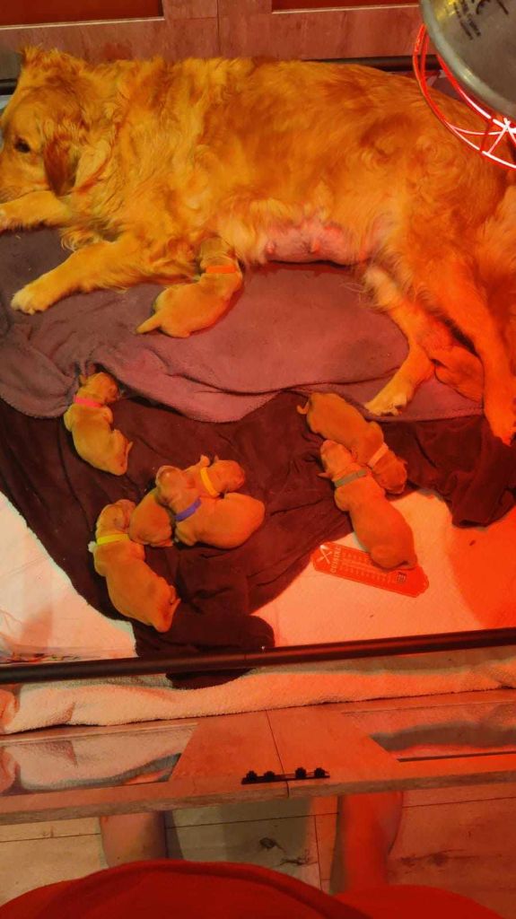Du Moulin Des Goyons - Les chiots sont là !!! 
